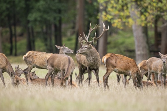 Wild forest Vosswinkel